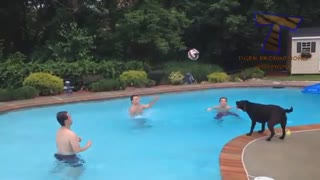 ویدیوهای بامزه از سگ ها