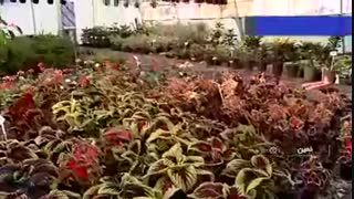 نمایشگاه گل و گیاهان زینتی در خمین