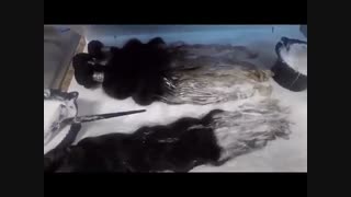 آموزش اکستنشن مو