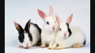 ❤️ندای عزززززیییییزم ...❤️