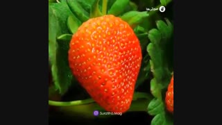 باغچه خانگی با میوه‌های رنگارنگ داشته باشید!
