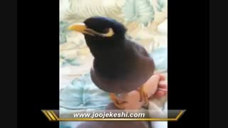حرف زدن مرغ مینا