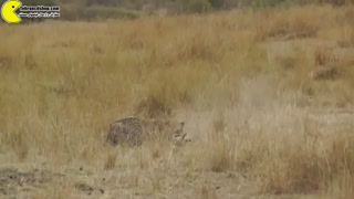 لئوپارد در یک لحظه غزال را غافلگیر و شکار می کند.