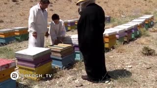 برنامه چوب خط - پرورش زنبور عسل در شهرستان دماوند