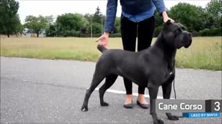 سگهای مورد علاقه گروهای مافیایی