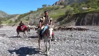 مستندلری مرغملک