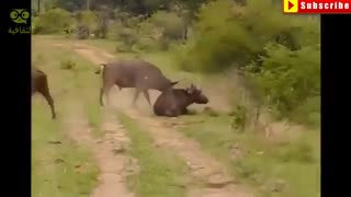 حمله های خطرناک حیوان وحشی به انسان