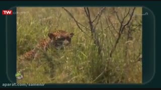 مستند رازبقا - این قسمت شکارچیان مخفی