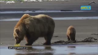 مستند در جستجوی خرس شبح با دوبله فارسی