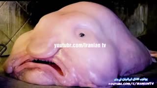 عجیب ترین حیواناتی که تا به حال ندیده اید