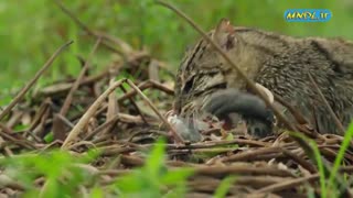 مستند دنیای گربه سانان با دوبله فارسی - قسمت 2