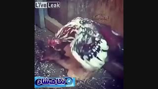 سکته کردن خروس سکته‌براثرهیجان‌زیاد در هنگام جفت گیری