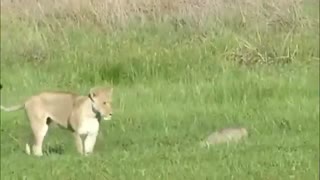 فیلم مستند عجایب روزگار  حمله شغال به شیر افریقایی و شکست شیر از شغال