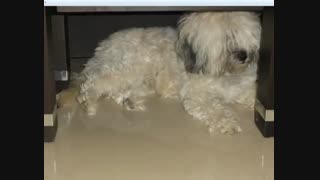 سگم گم شده :((