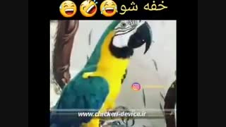 حرف زدن طوطی سخنگو