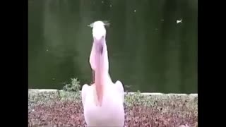 به نظرتون تو غذا خوردن عجیب  تر از پلیکان هم داریم