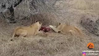 صحنه دلخراشی از نزاع کفتار و شیر بر سر جسد یک گراز