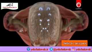 بدن انسان در تنگنا