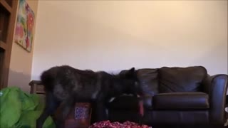 گرگاس (موجودی از ترکیب گرگ و سگ)