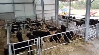 سیستم پرواربندی گوساله گوشتی