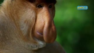 خانواده شگقت انگیز میمون ها با دوبله فارسی - قسمت 2