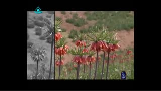 موسیقی بختیاری بروجن