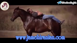 لحظه های ناب حیات وحش