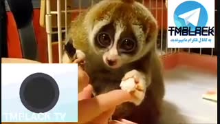 آخهاییشششش