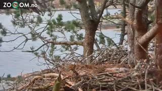 حملات وحشیانه عقاب به گربه ها