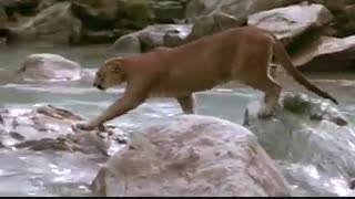 از برترین فیلم های مستند در حیات وحش