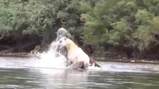 جنگ جانانه اسب ها