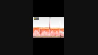 معرفی پکیج کتابهای کاشت مو .ابرو. مژه.دکتر ابراهیم مقیمی