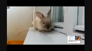 خرگوش عصبی