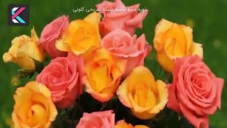 معنای واقعی هر رنگ گل رز چیست؟
