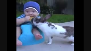 8 صحنه از خرگوش های بامزه