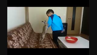 خرگوش بوکسور