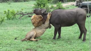 شکار بوفالوی بزرگ توسط شیر از نمای نزدیک