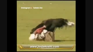 جفتگیری شترمرغ