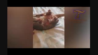 آرمادیلوی قلقلکی