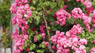 گل فروشی آنلاین ارومیه