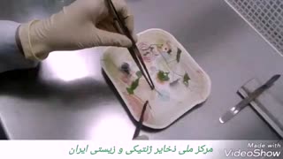 آموزش کشت بافت گیاهی