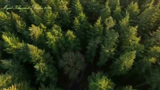 رباعی شمارهٔ ۵۵۵  دیوان  شمس