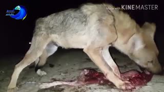 عکس العمل گرگ گرسنه از دیدن وبوکردن مربی خودش