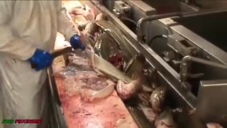 واقعا ببینید که ماهیگیری  صنعتی چه بلایی داره سر دریا ها میاره