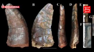 آیا فسیل دندان دایناسور ایرانی موجود در موزه ملی تاریخ طبیعی برزیل سوخته است؟!