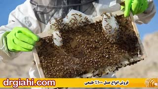 چه عسلی طبیعی و چه عسلی تقلبی است؟