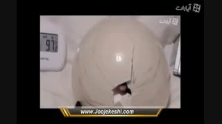 لحظه بیرون آمدن جوجه شترمرغ