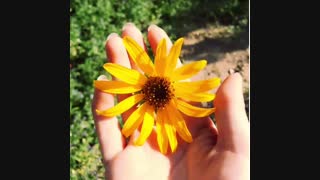 دوستان رای گیریه مسابقه شیما شروع شد..بیاین ت