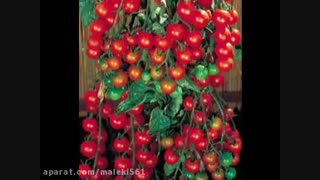 خواص گوجه فرنگی در برابر سرطانها