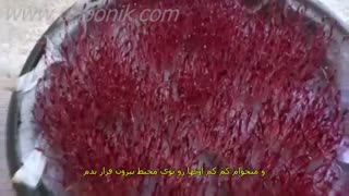 آموزش کاشت میکرو گرین آمارانت